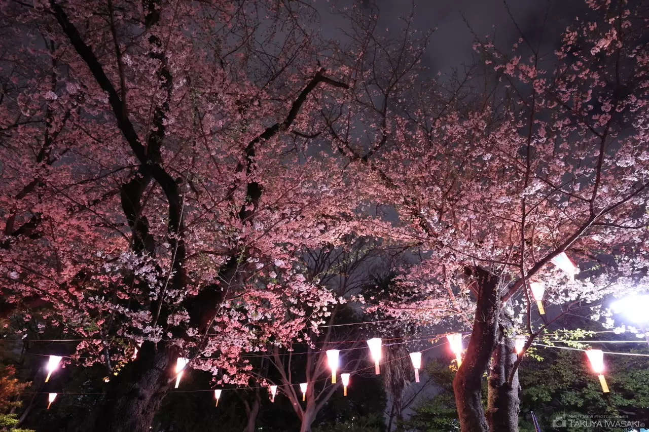 夜桜散歩 飛鳥山公園・夜桜ライトアップの夜景（東京都北区）
