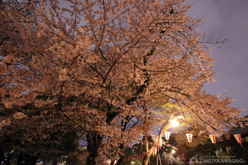 上野恩師公園の夜景スポット写真（1）