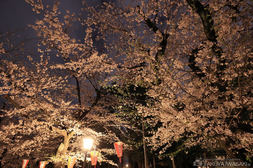 上野恩師公園の夜景スポット写真（2）