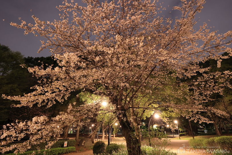 上野恩師公園の夜景スポット写真（4）
