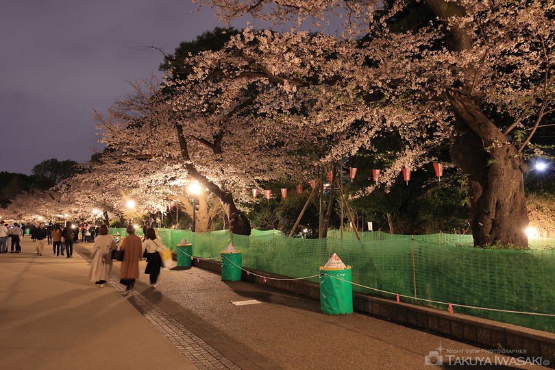 上野恩師公園の夜景スポット写真（6）