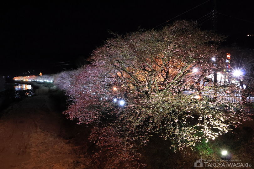 河津川の夜景スポット写真（3）