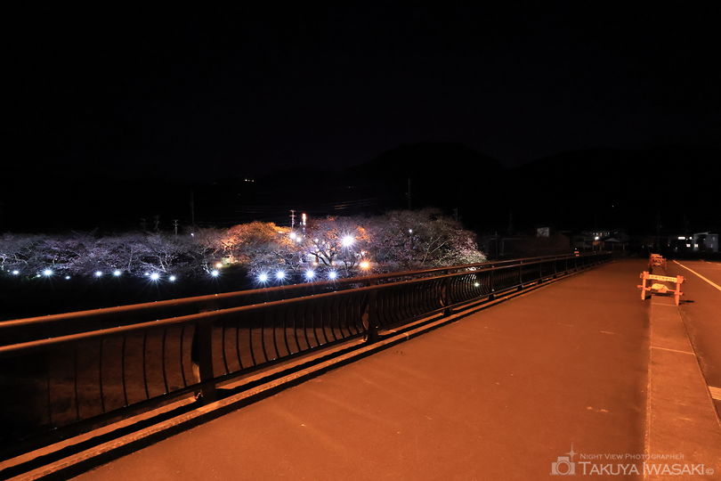 河津川の夜景スポット写真（6）